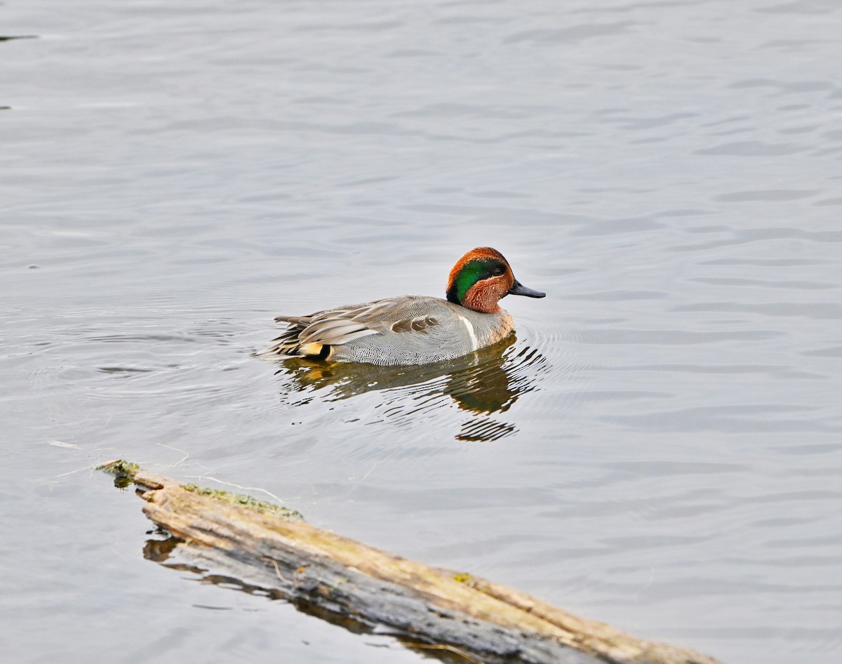 שרשיר - ML645870668