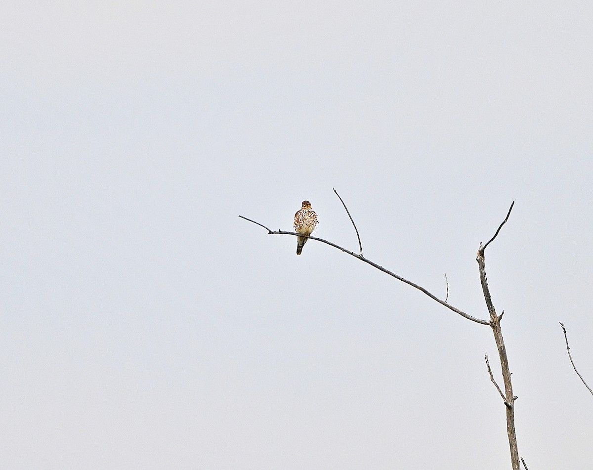 בז גמדי - ML645870669
