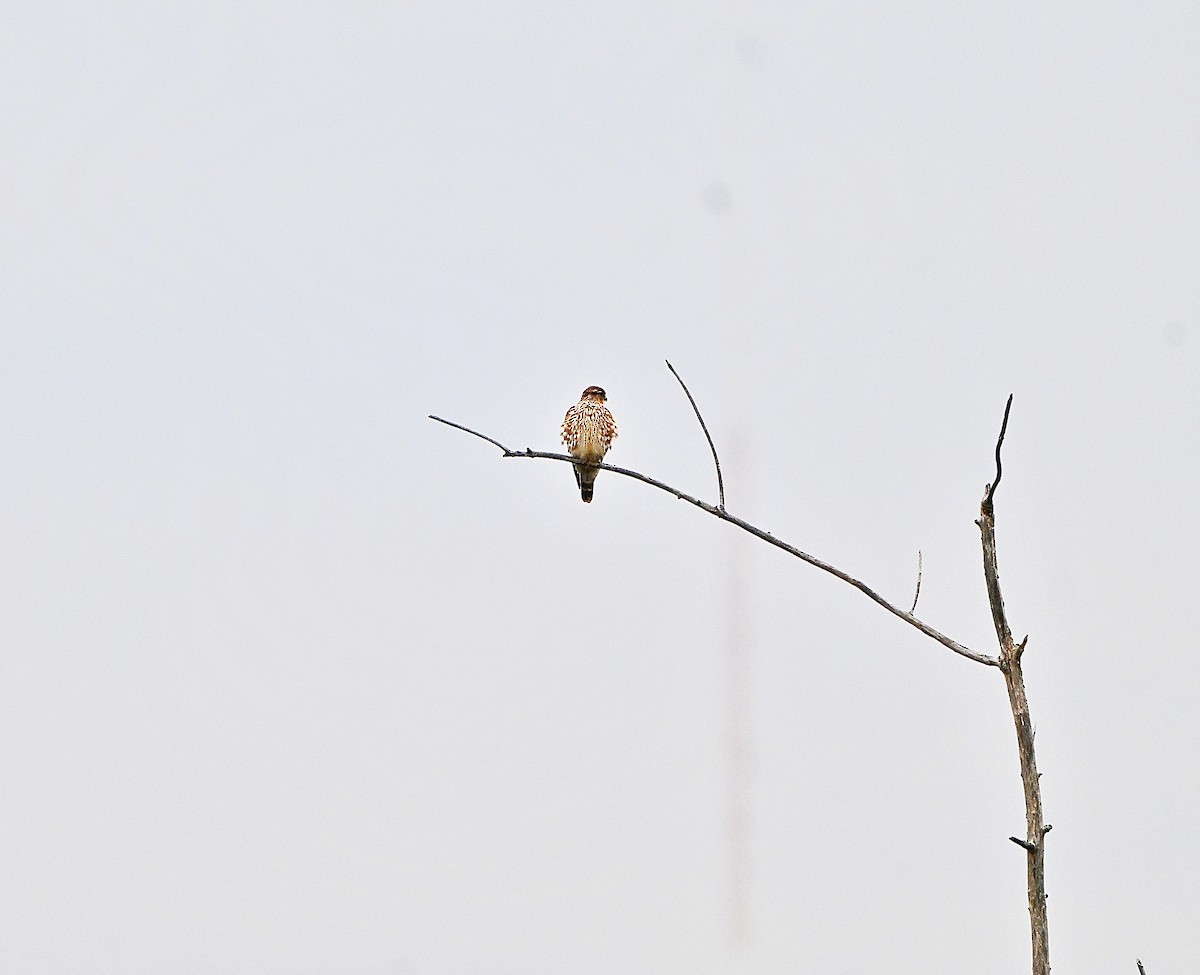 בז גמדי - ML645870670