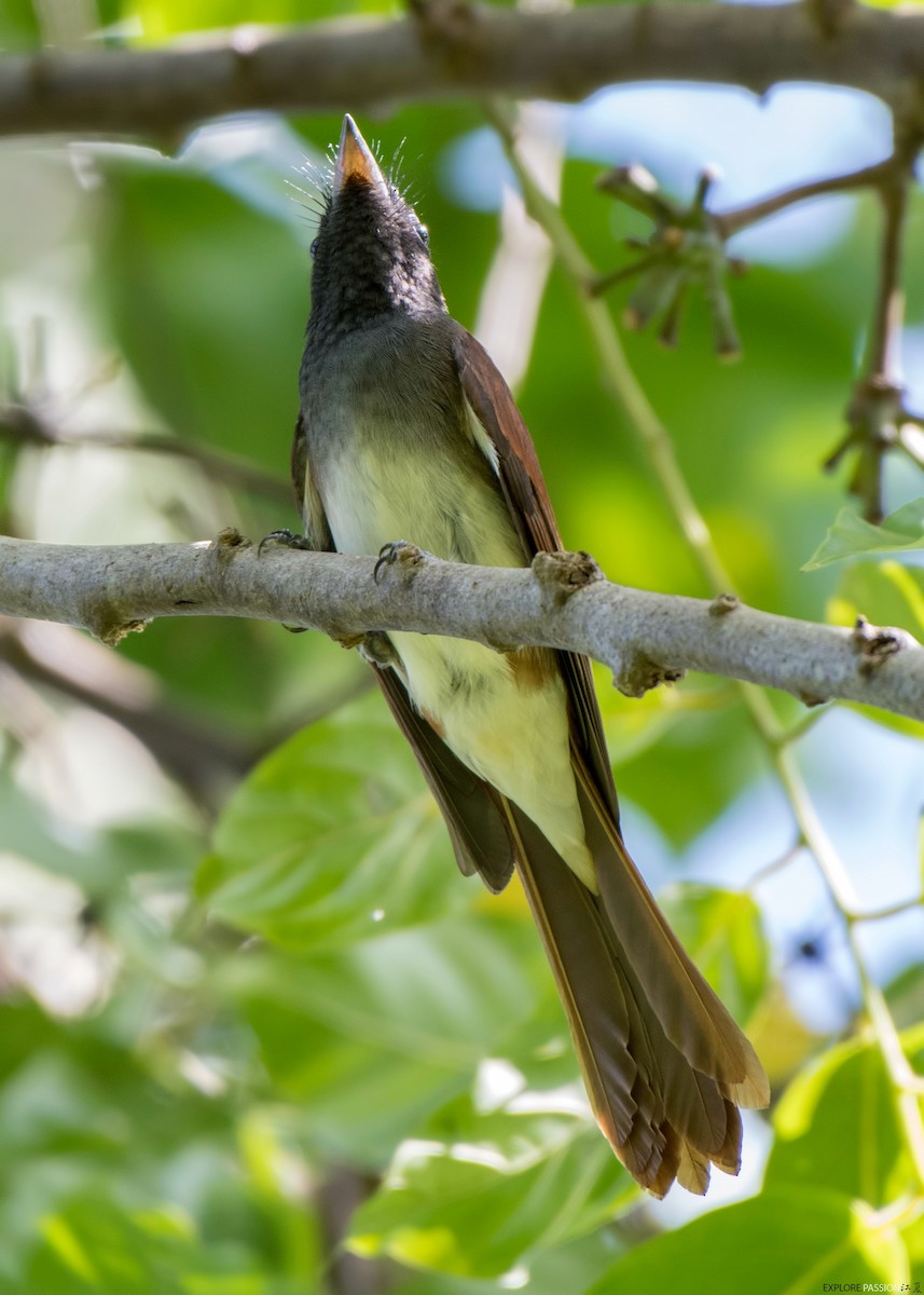 Black Paradise-Flycatcher - ML645870671