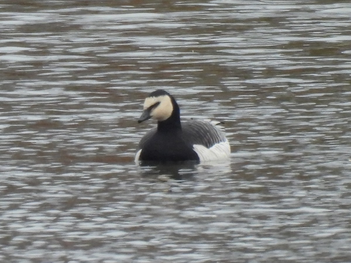 Barnacle Goose - ML645870672