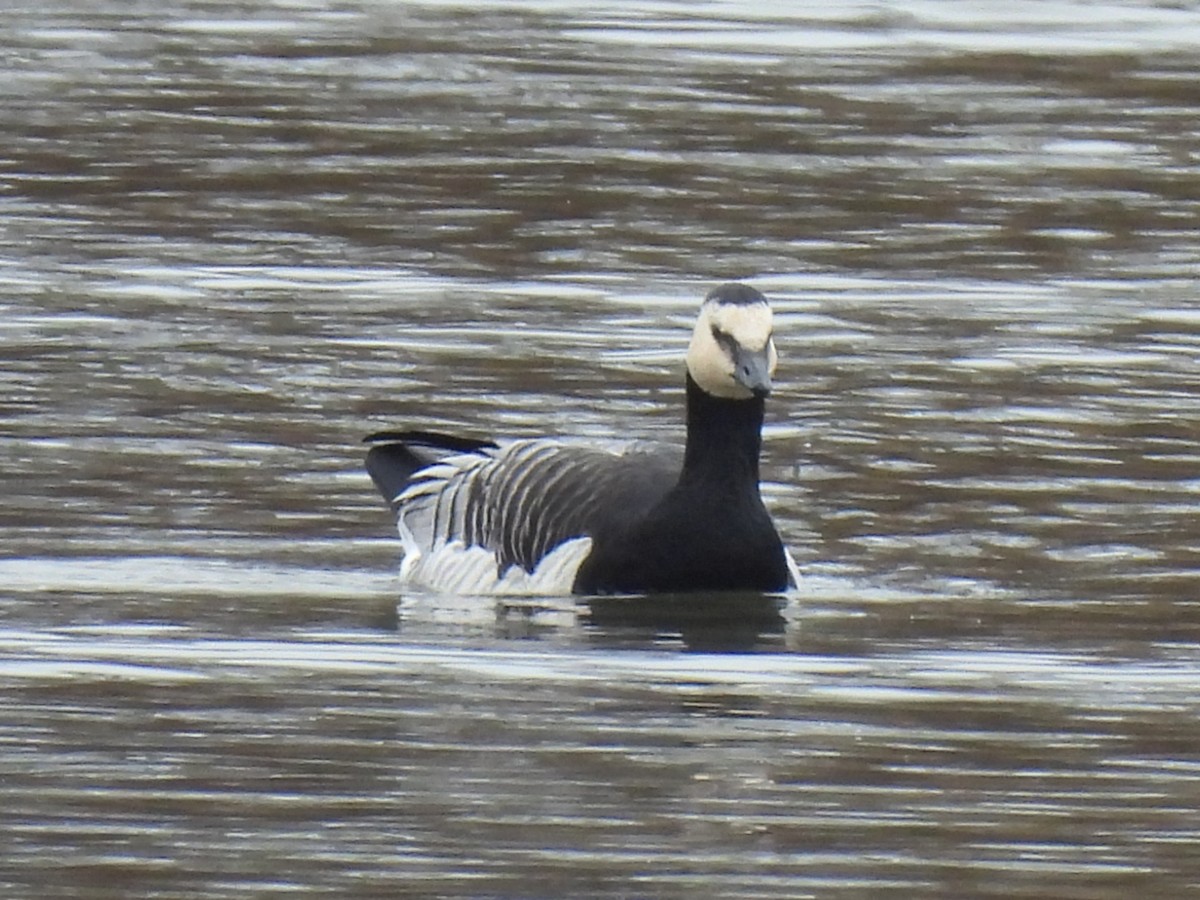 Barnacle Goose - ML645870673
