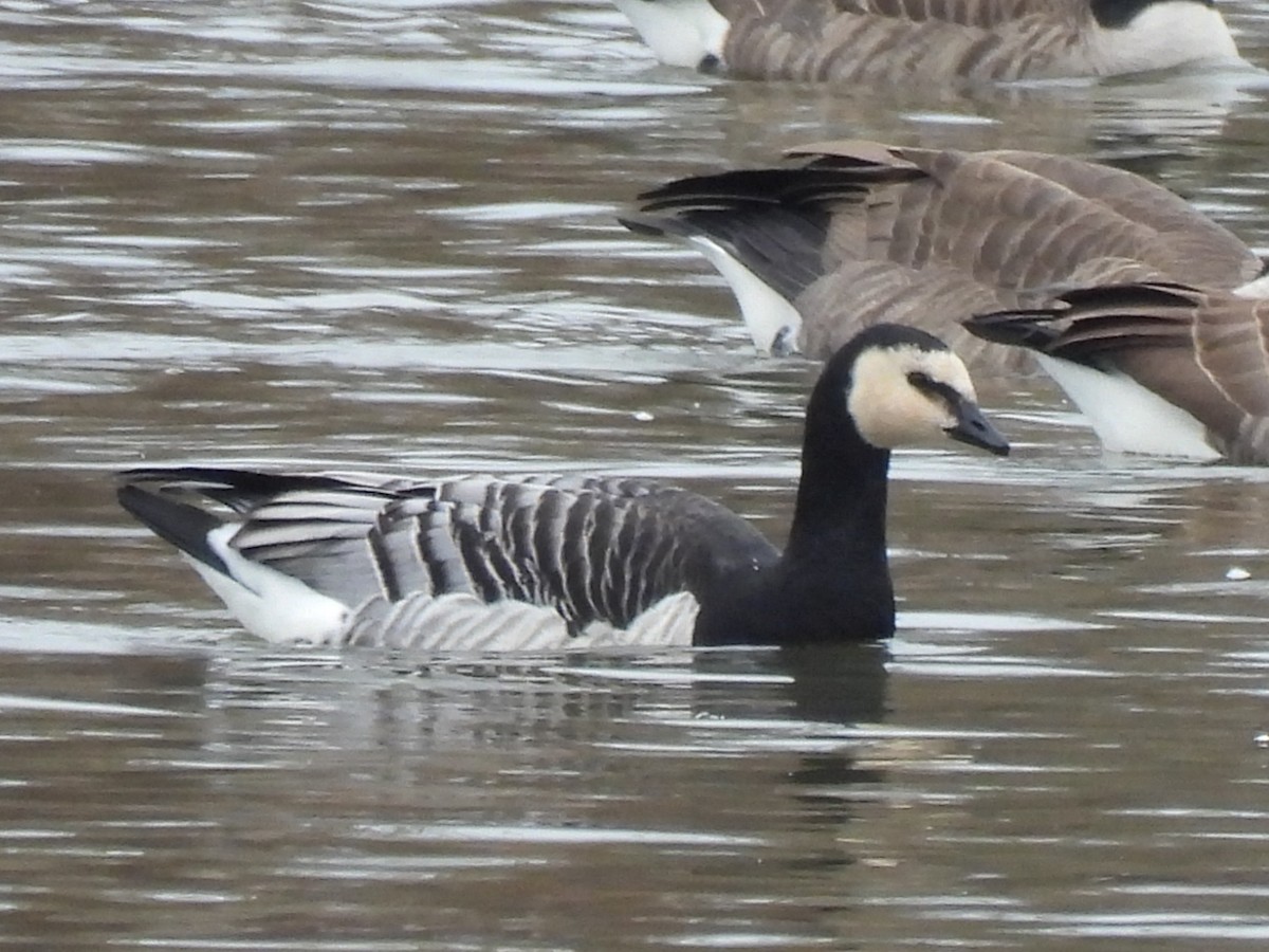 Barnacle Goose - ML645870674