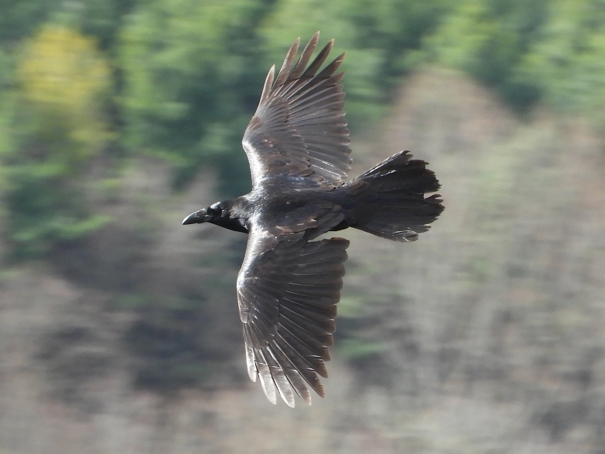 Common Raven - ML645870675