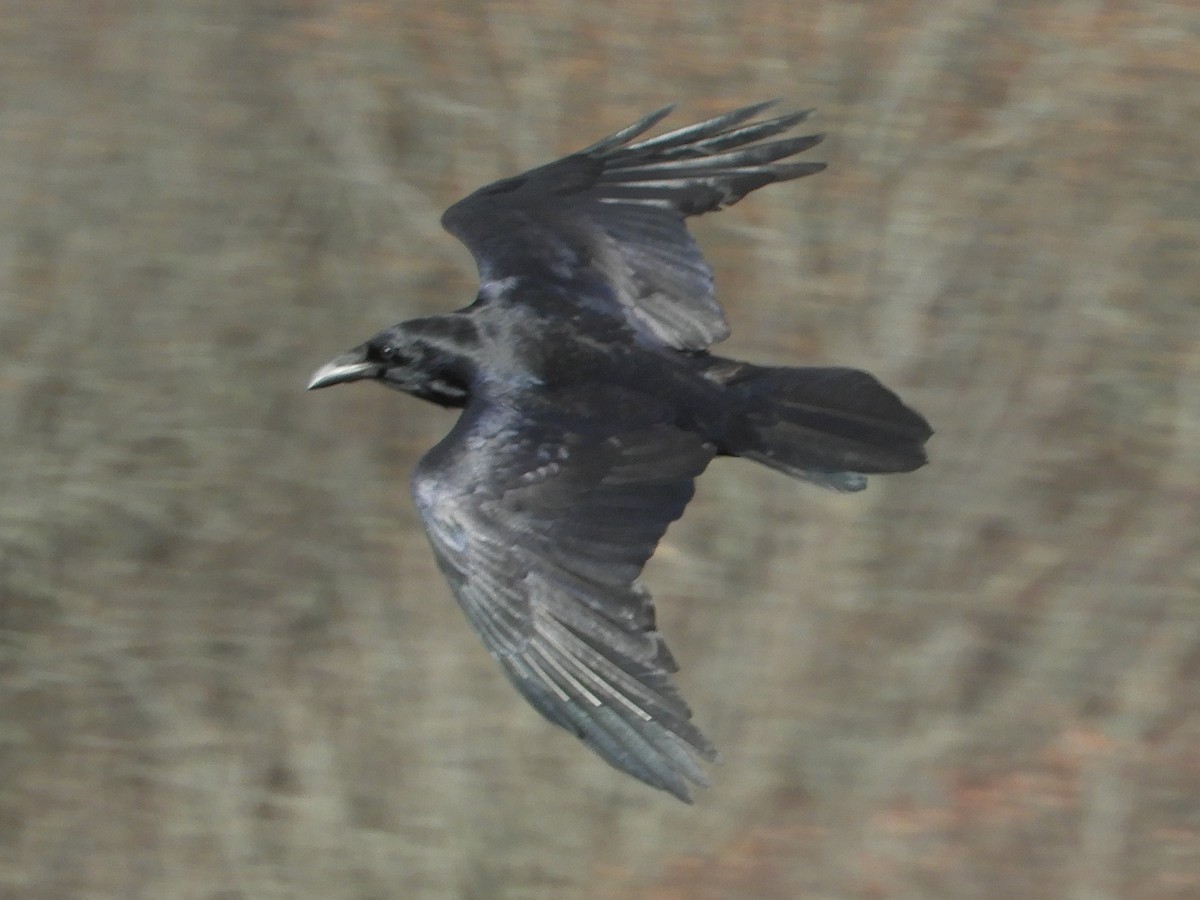 Common Raven - ML645870676