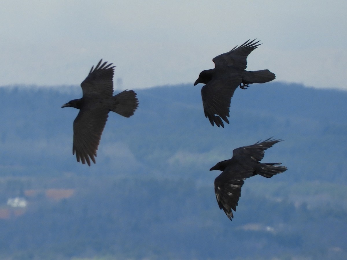 Common Raven - ML645870677