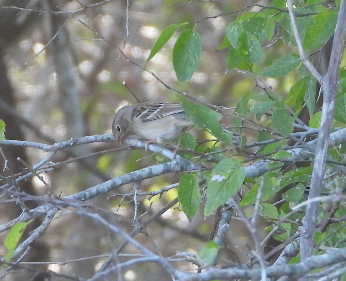 Field Sparrow - ML645870678