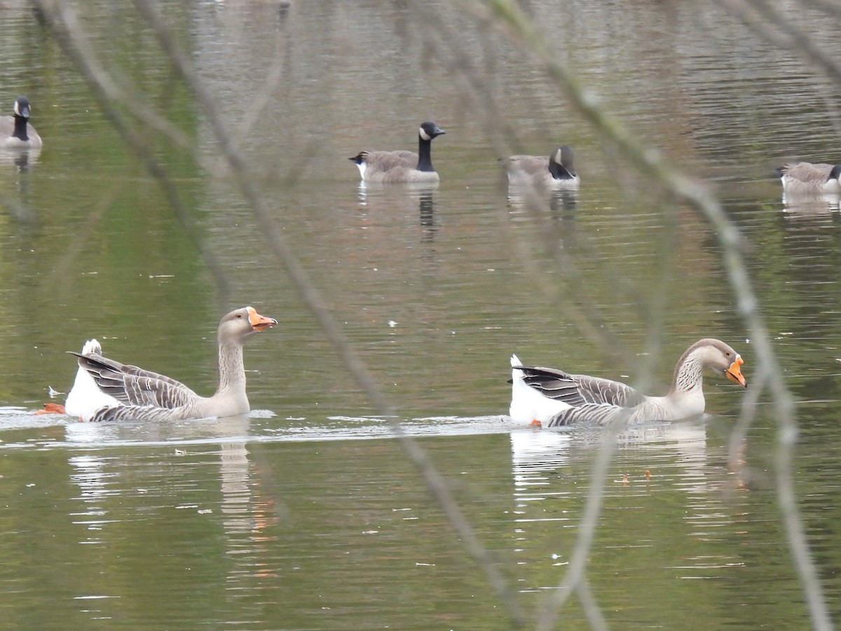 goose sp. - ML645870682