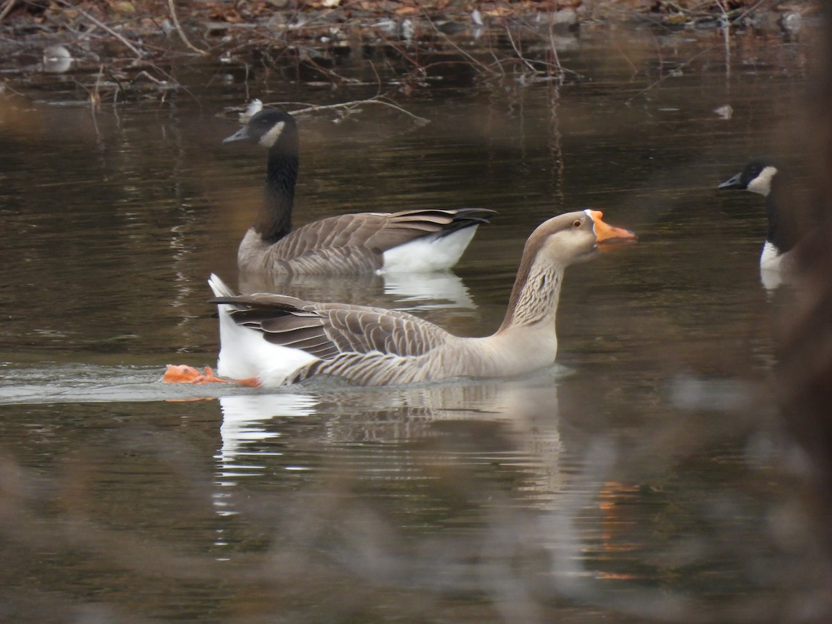 goose sp. - ML645870683