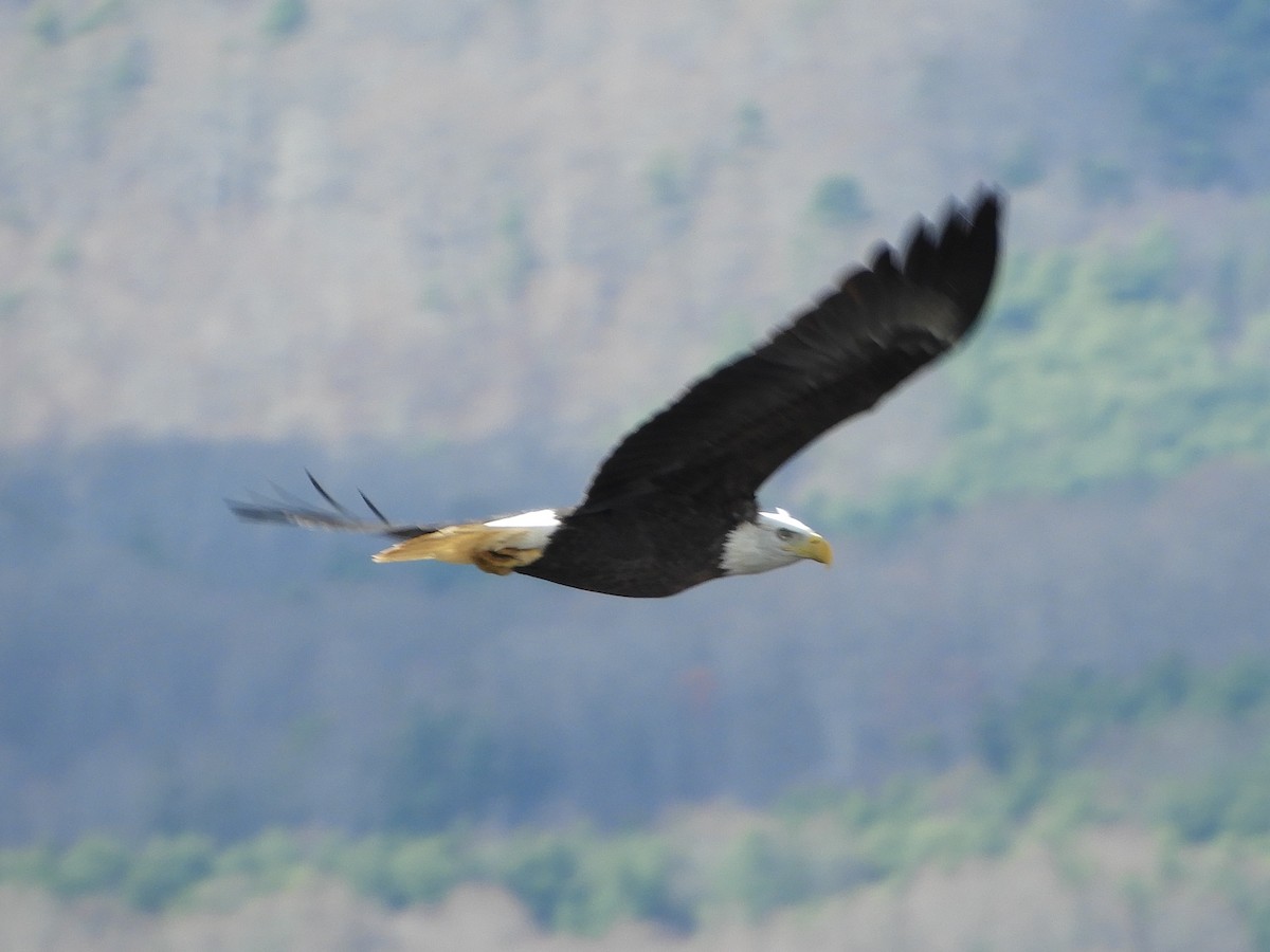 עיטם לבן-ראש - ML645870684