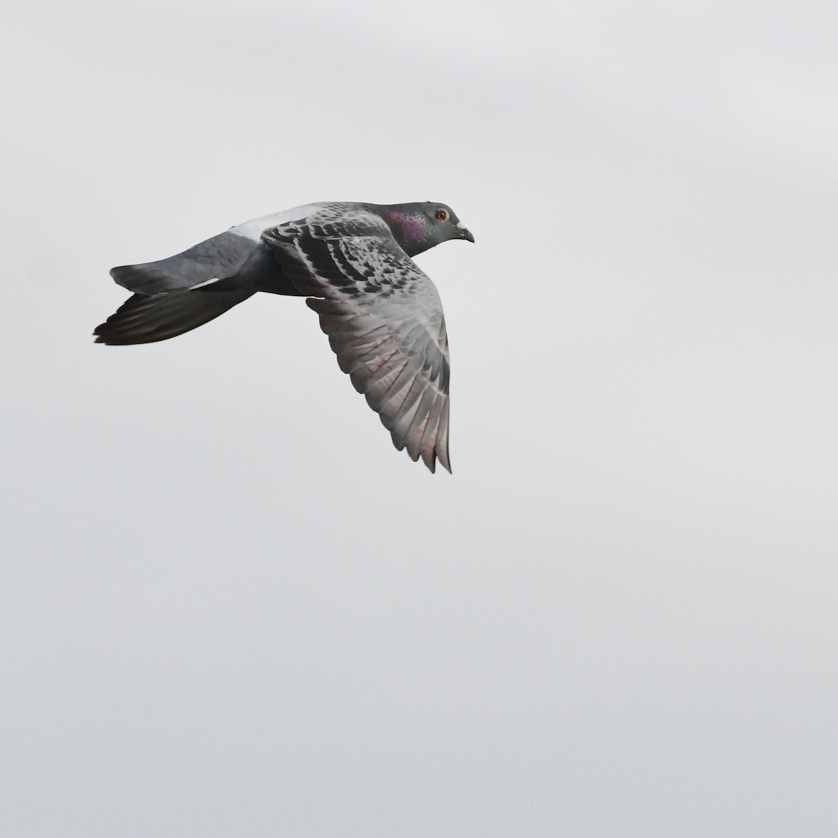 Kaya Güvercini (evcil tip) - ML645870685