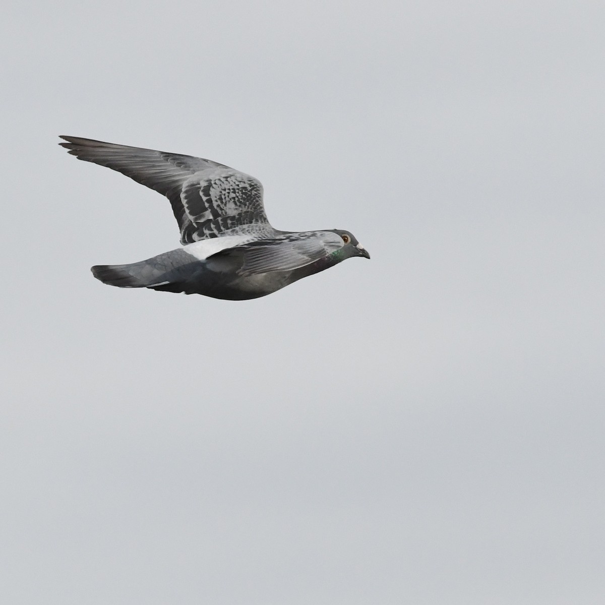 Kaya Güvercini (evcil tip) - ML645870686