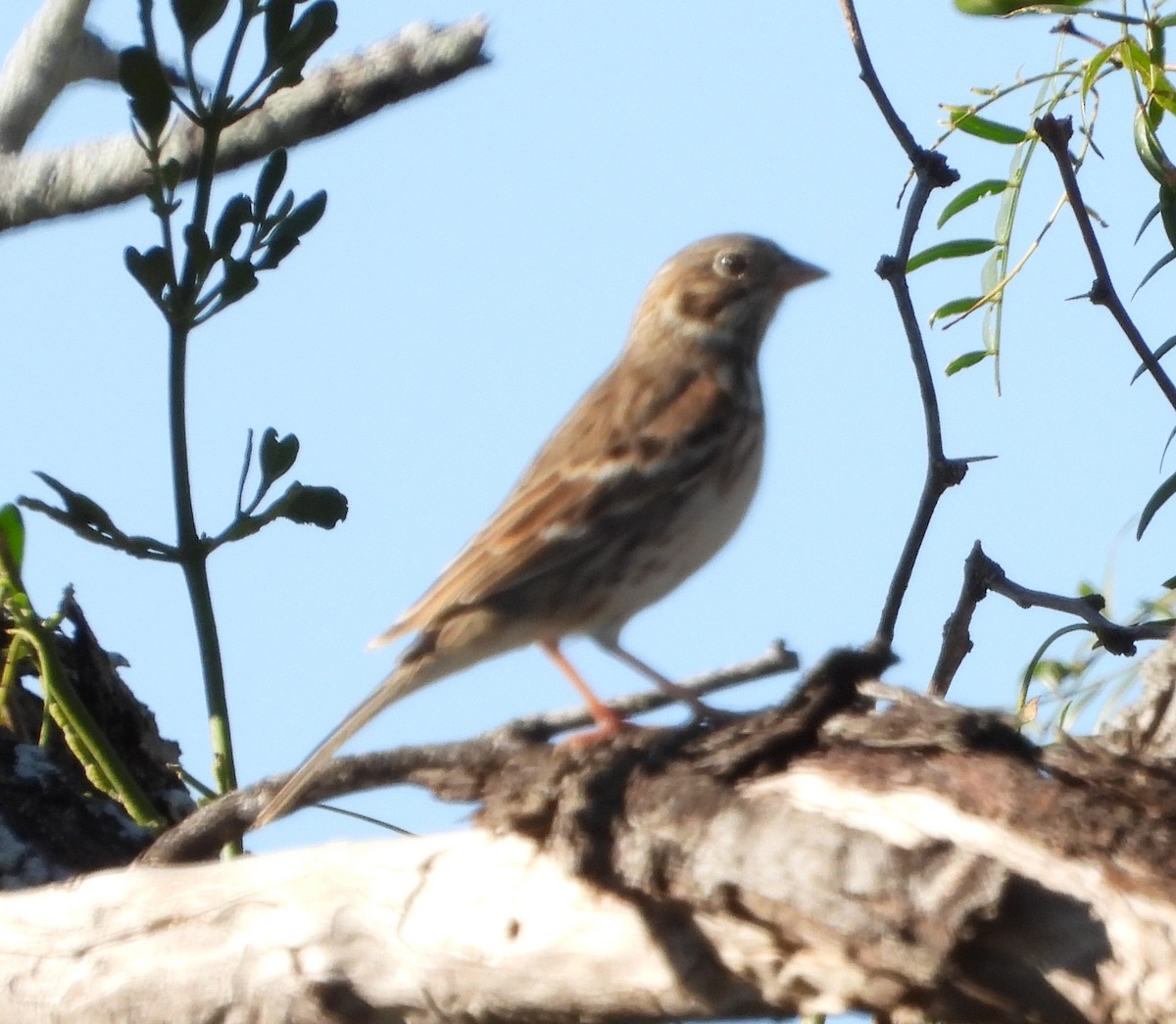 Vesper Sparrow - ML645870687