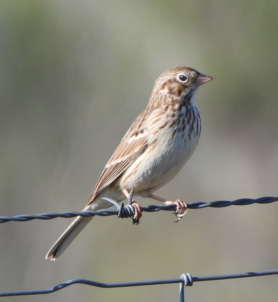 Vesper Sparrow - ML645870688