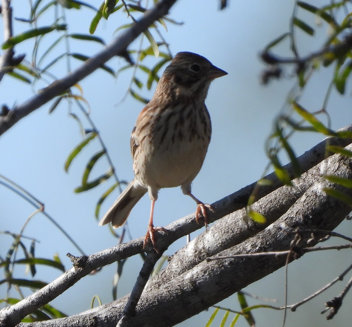 Vesper Sparrow - ML645870689