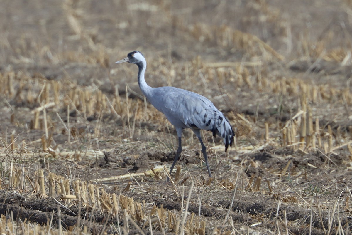 עגור אפור - ML645870690