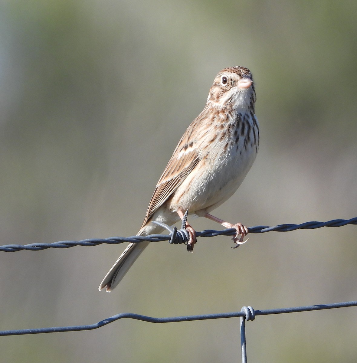 Vesper Sparrow - ML645870691