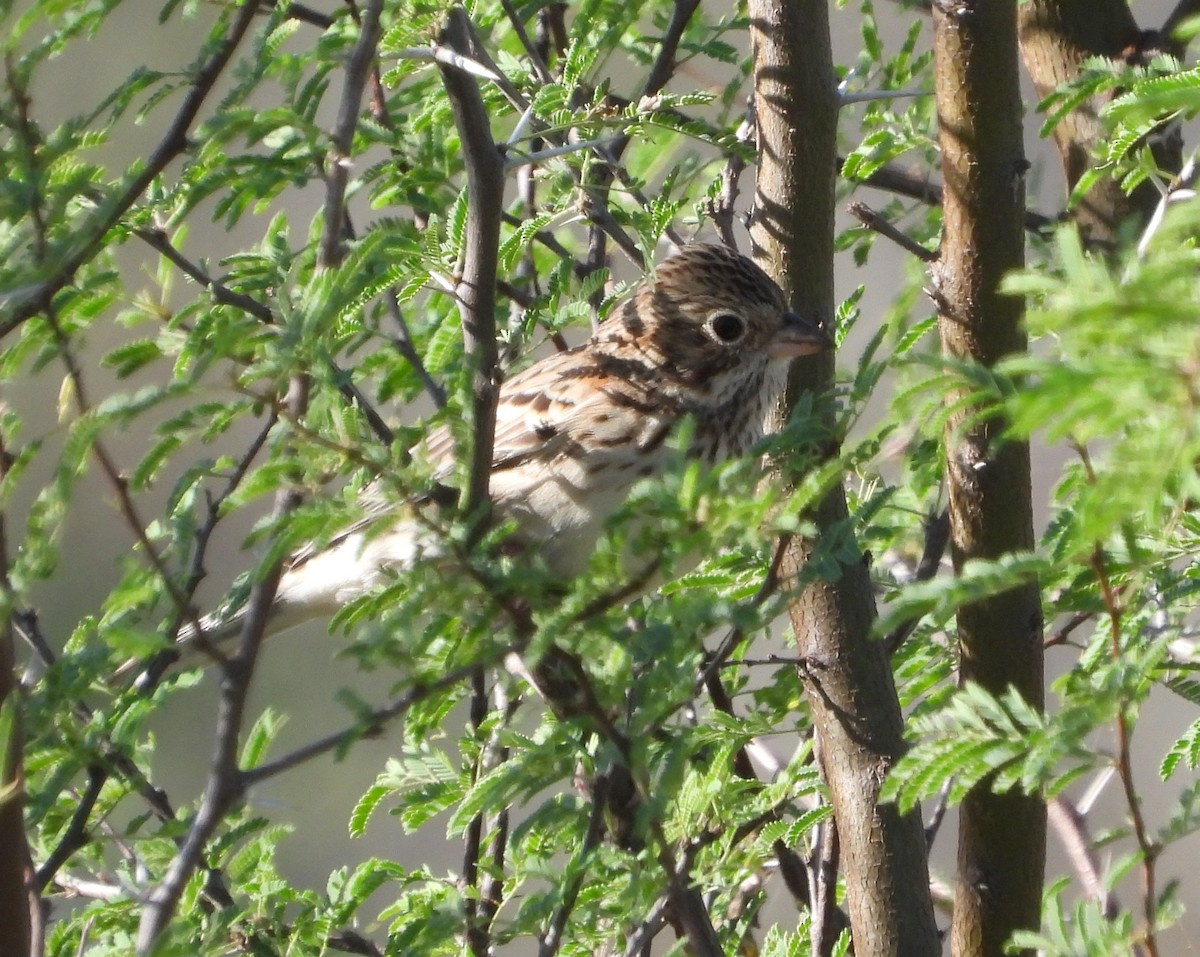 Vesper Sparrow - ML645870692