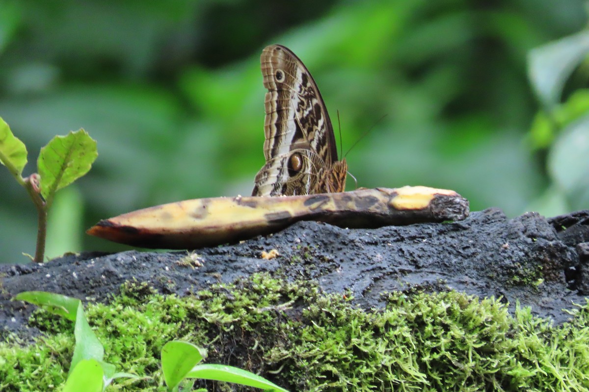 Animals - ML645870694