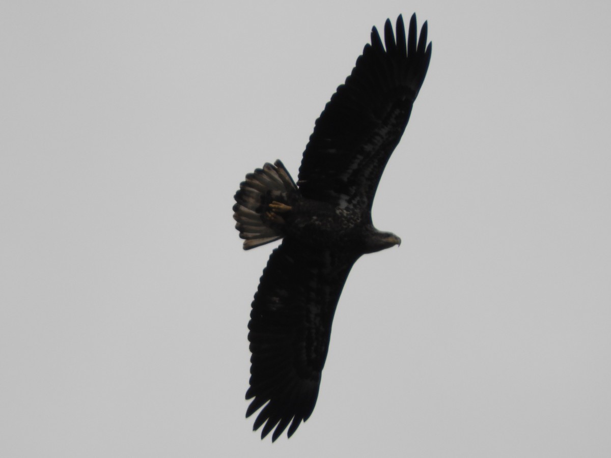 Bald Eagle - ML645870696