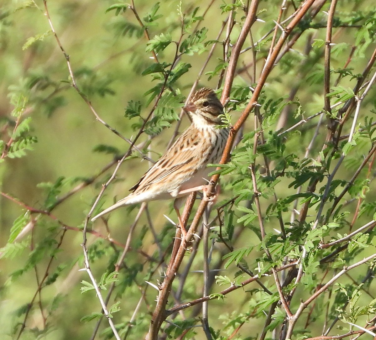 Savannah Sparrow - ML645870698