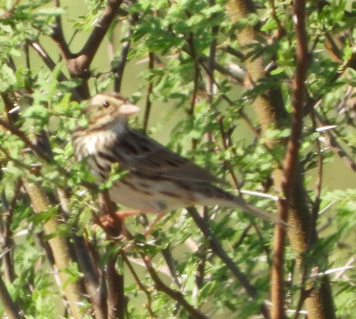 Savannah Sparrow - ML645870699