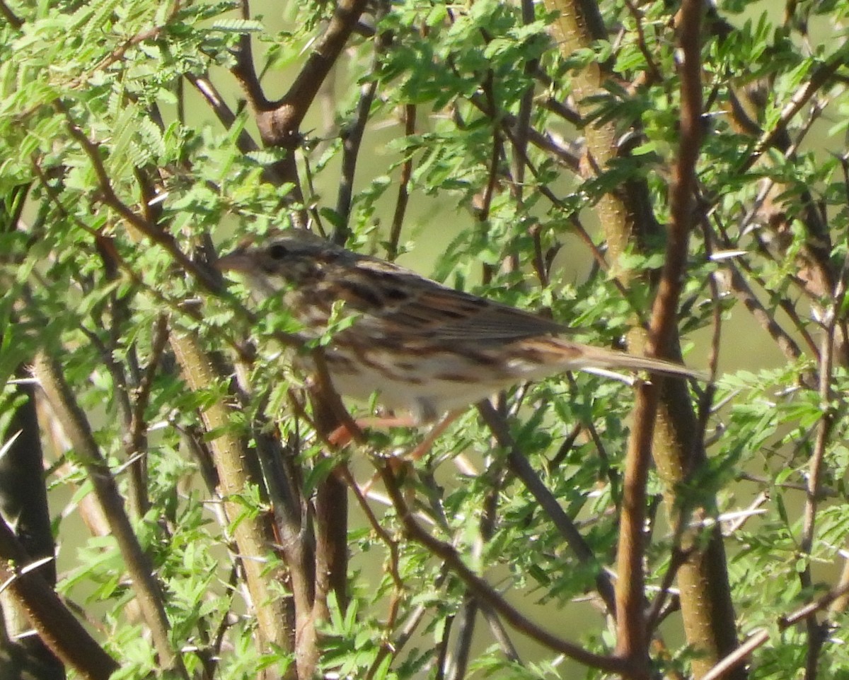 Savannah Sparrow - ML645870700
