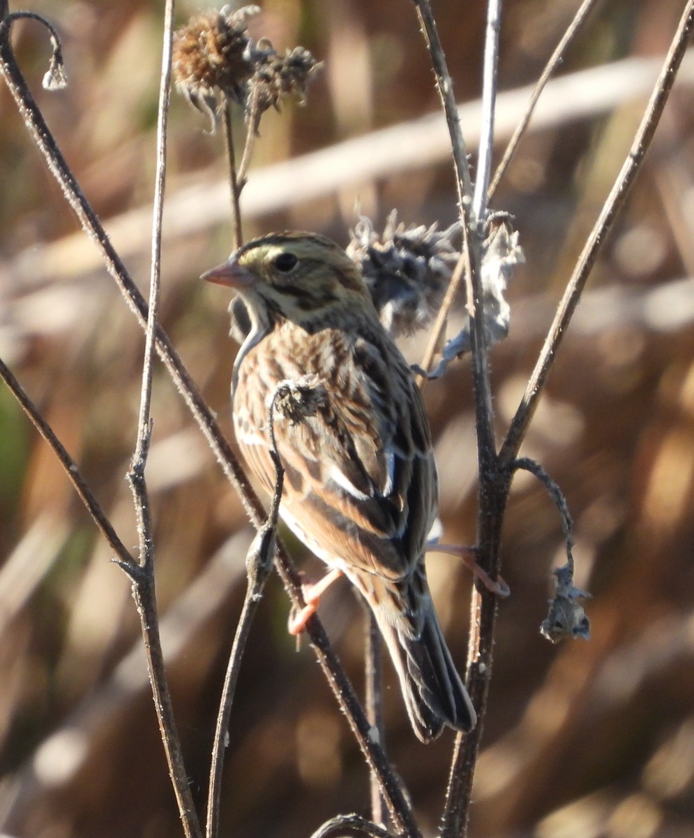 Savannah Sparrow - ML645870701