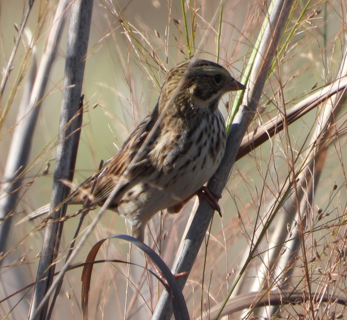 Savannah Sparrow - ML645870702