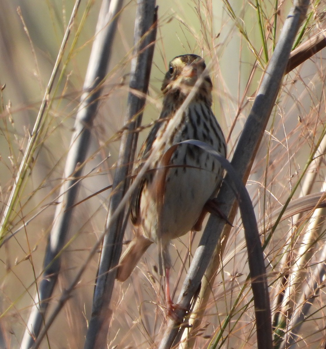 Savannah Sparrow - ML645870703