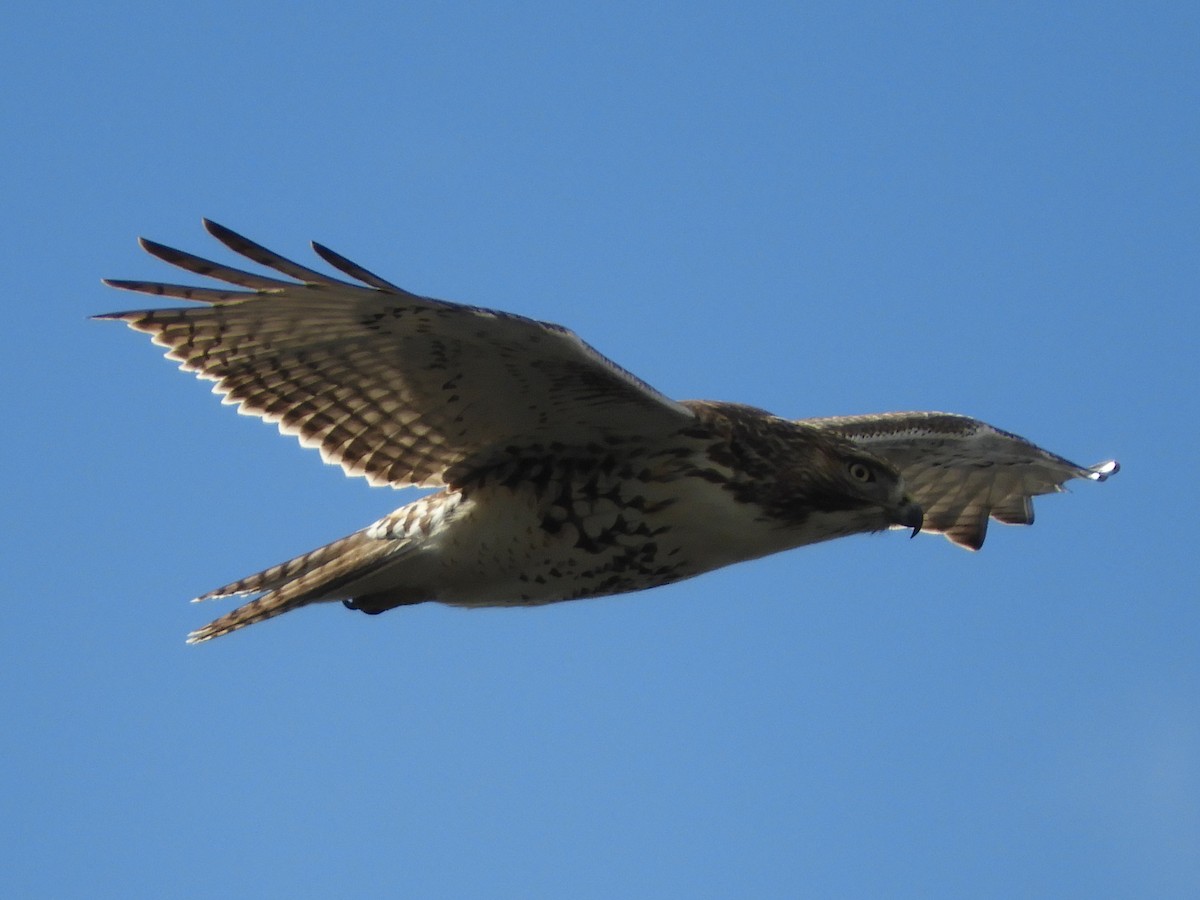 Red-tailed Hawk - ML645870707