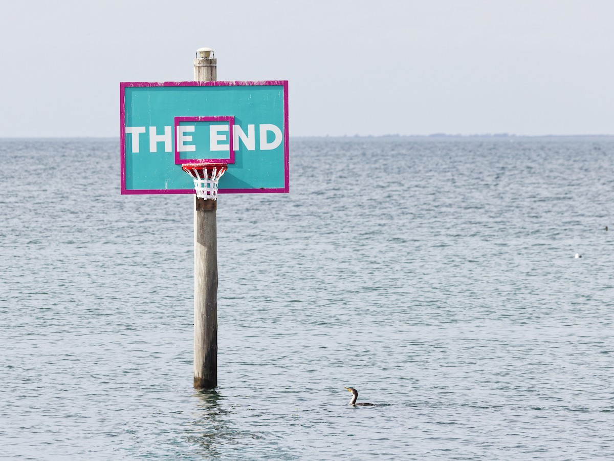 Double-crested Cormorant - ML645870709