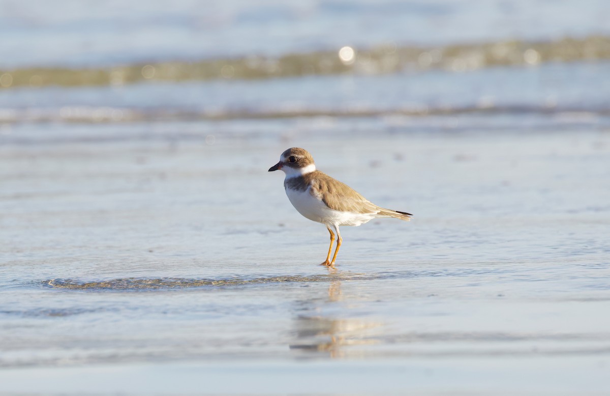 Semipalmated Plover - ML645870713