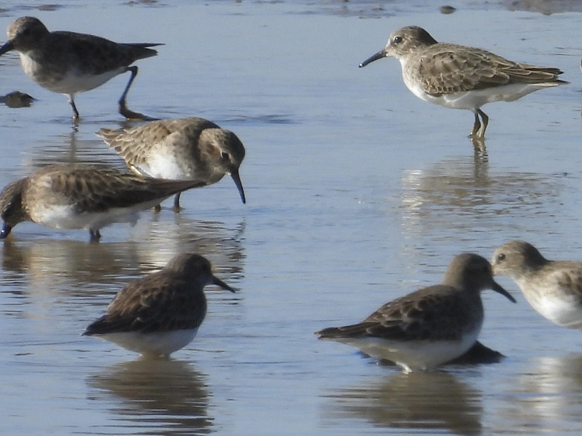 Least Sandpiper - ML645870723