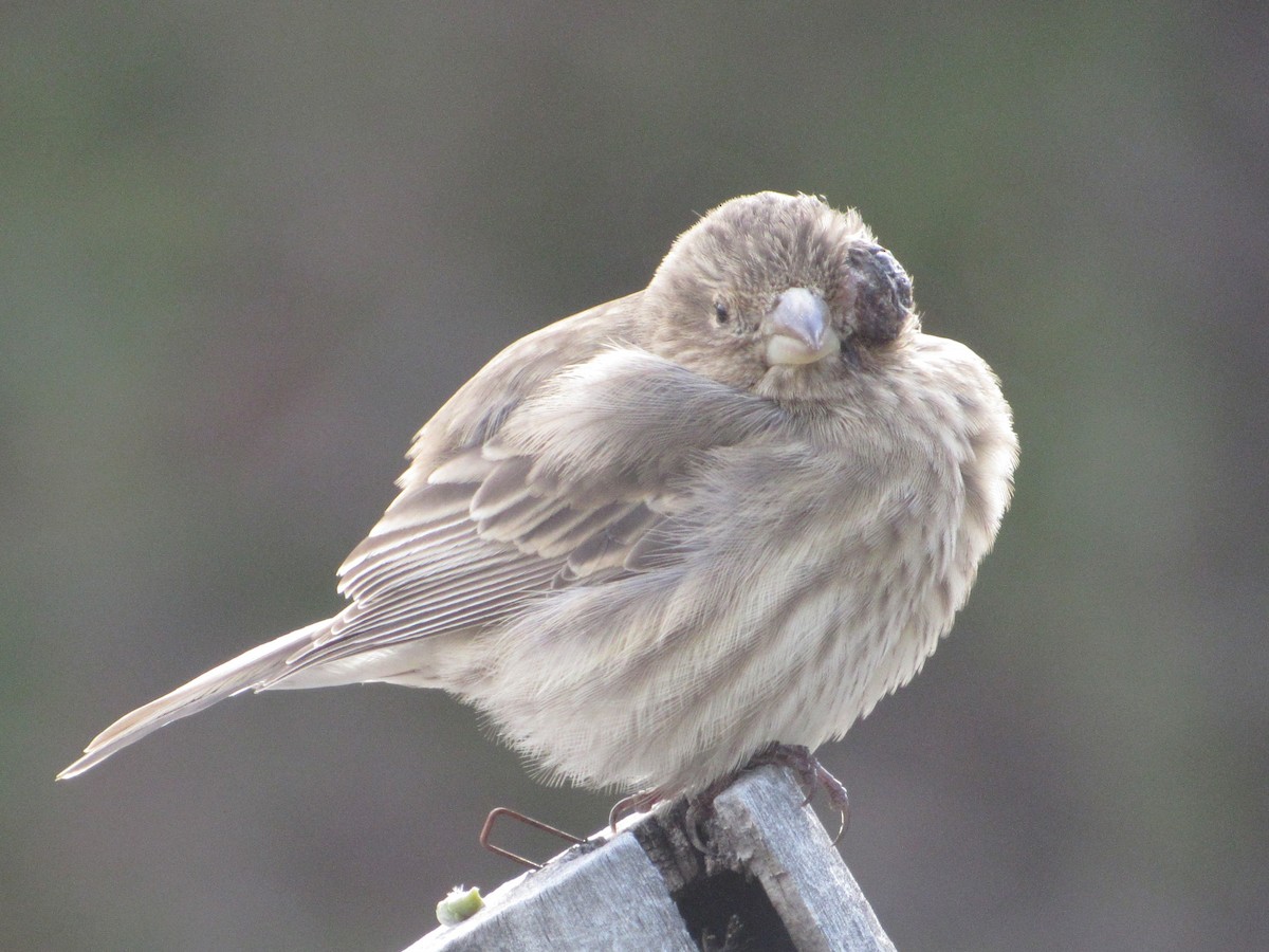 House Finch - ML645870724