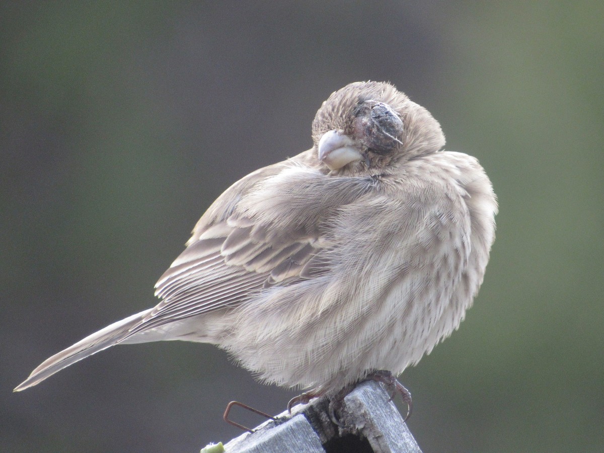 House Finch - ML645870728
