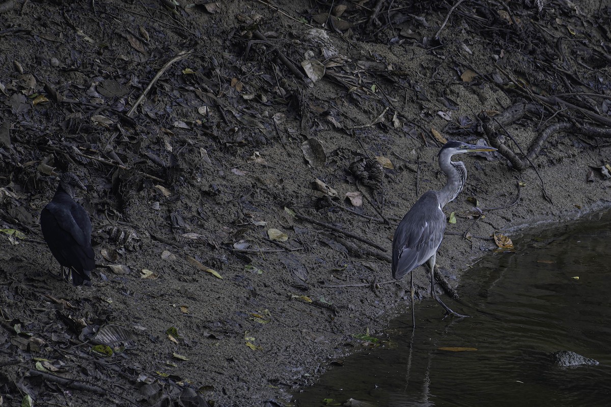 Black Vulture - ML645870735
