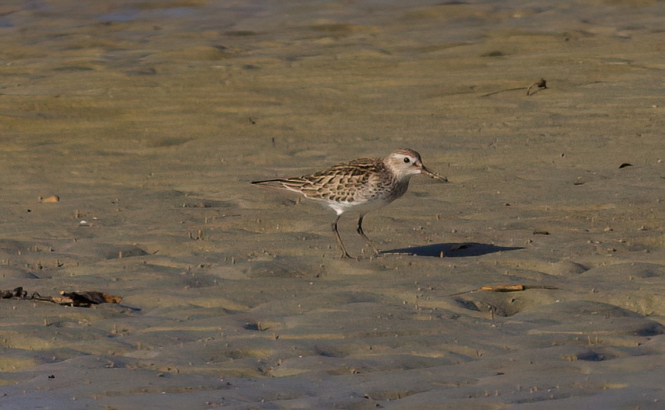 jespák tundrový - ML645870753