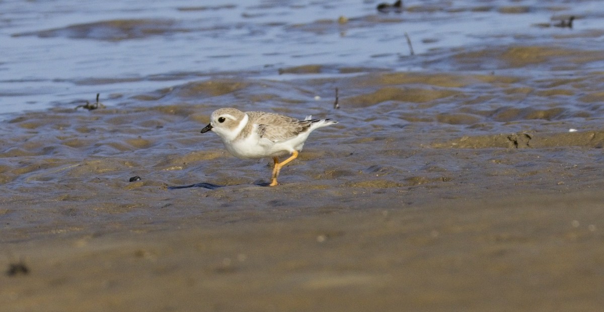 Piping Plover - ML645870756