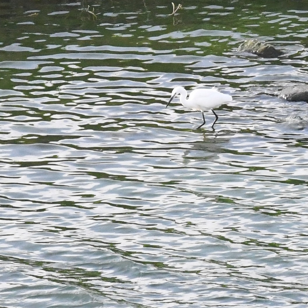 Aigrette garzette - ML645870766