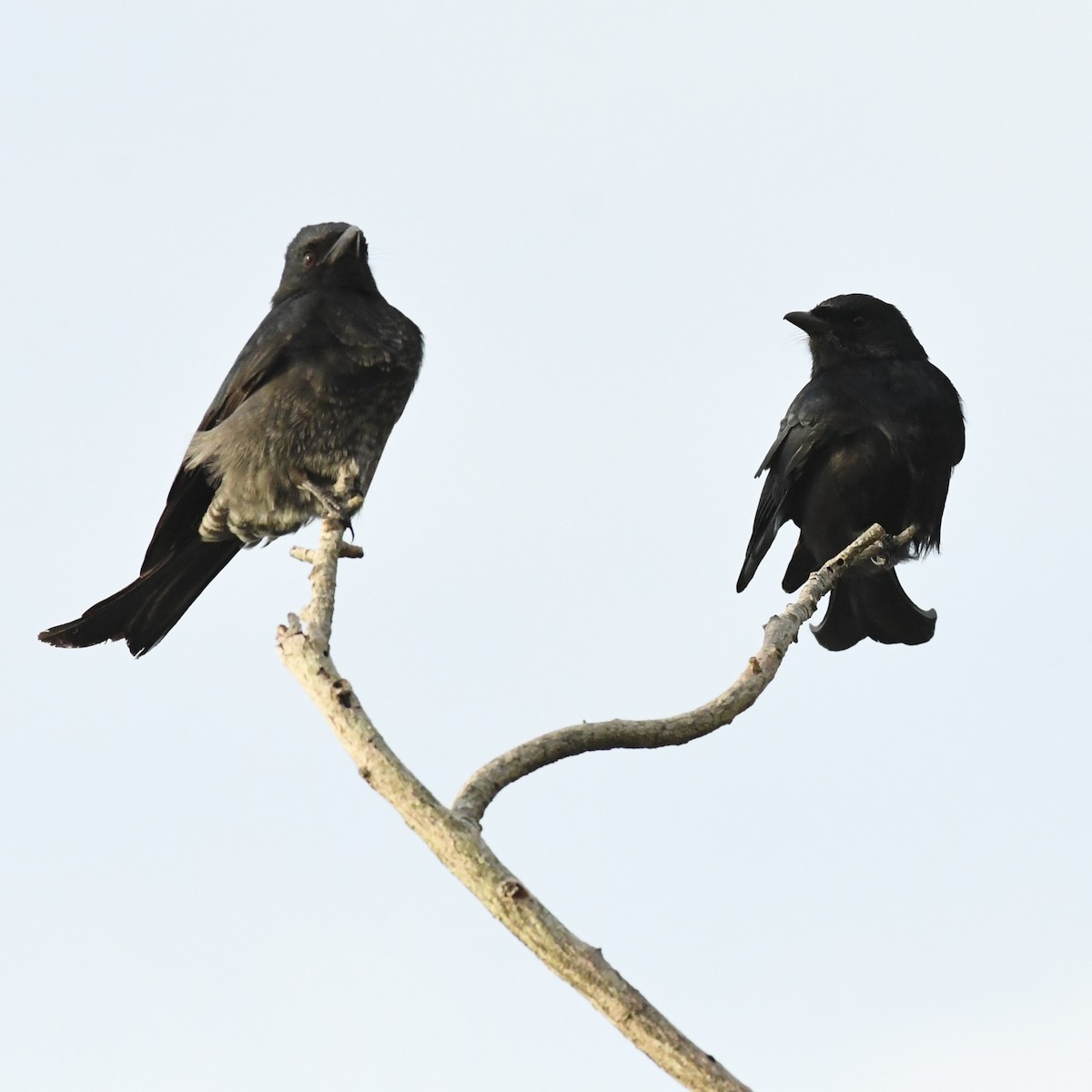 Black Drongo - ML645870768