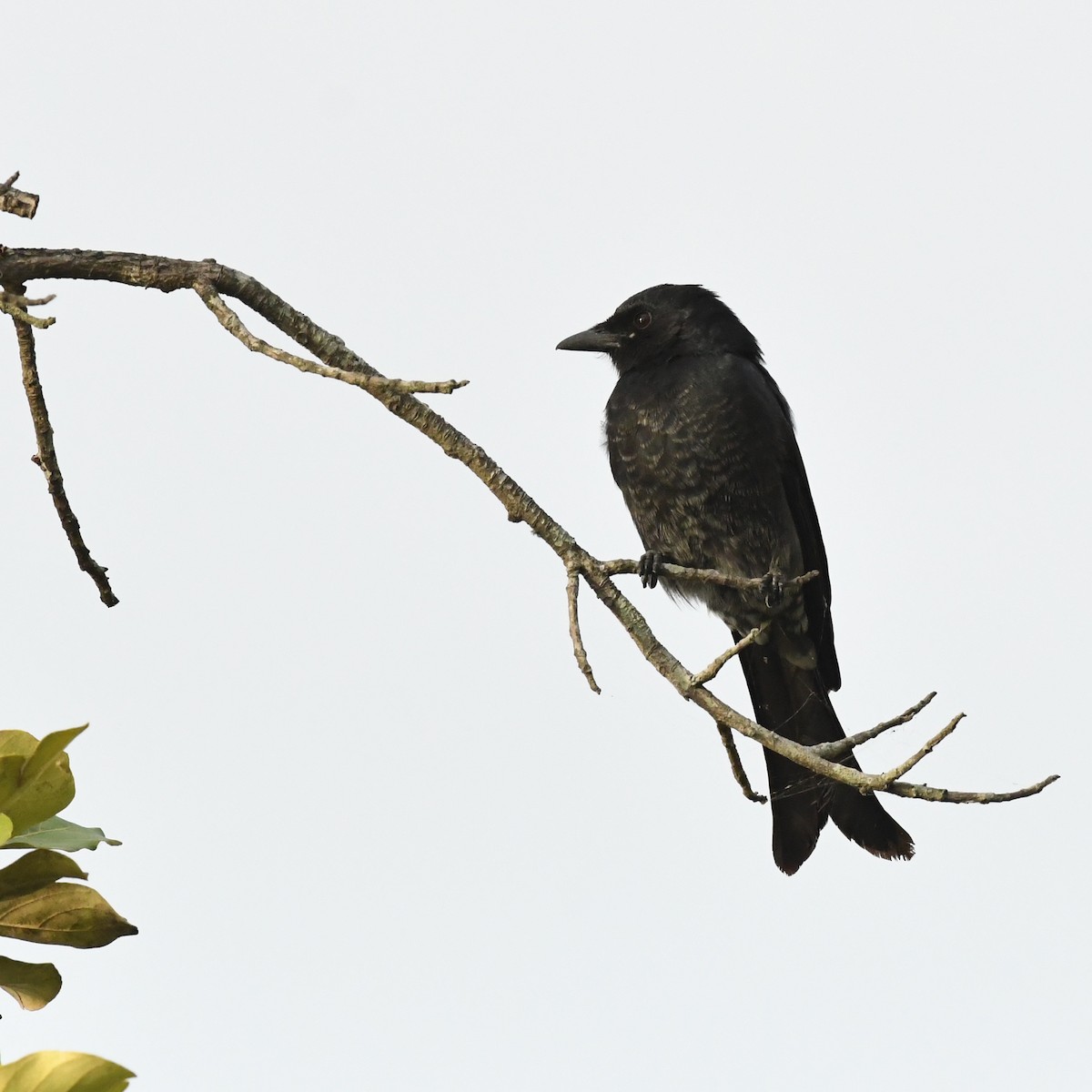 Black Drongo - ML645870769