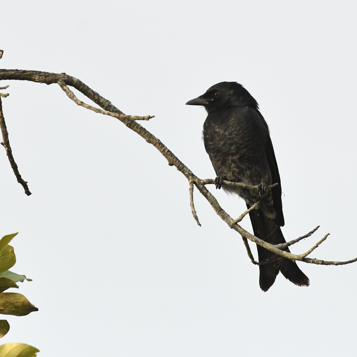 Black Drongo - ML645870770