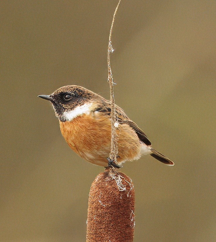 European Stonechat - ML645870778