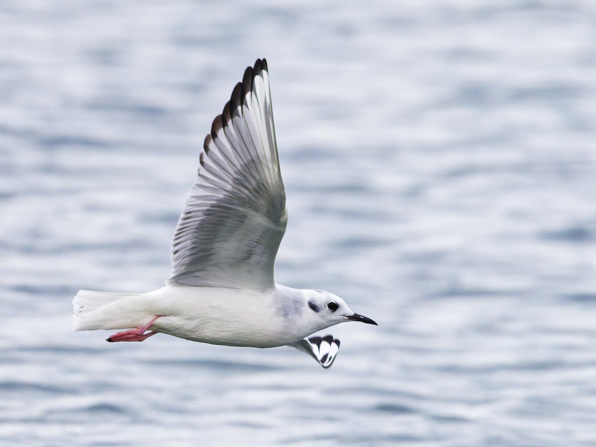 Bonaparte's Gull - ML645870785