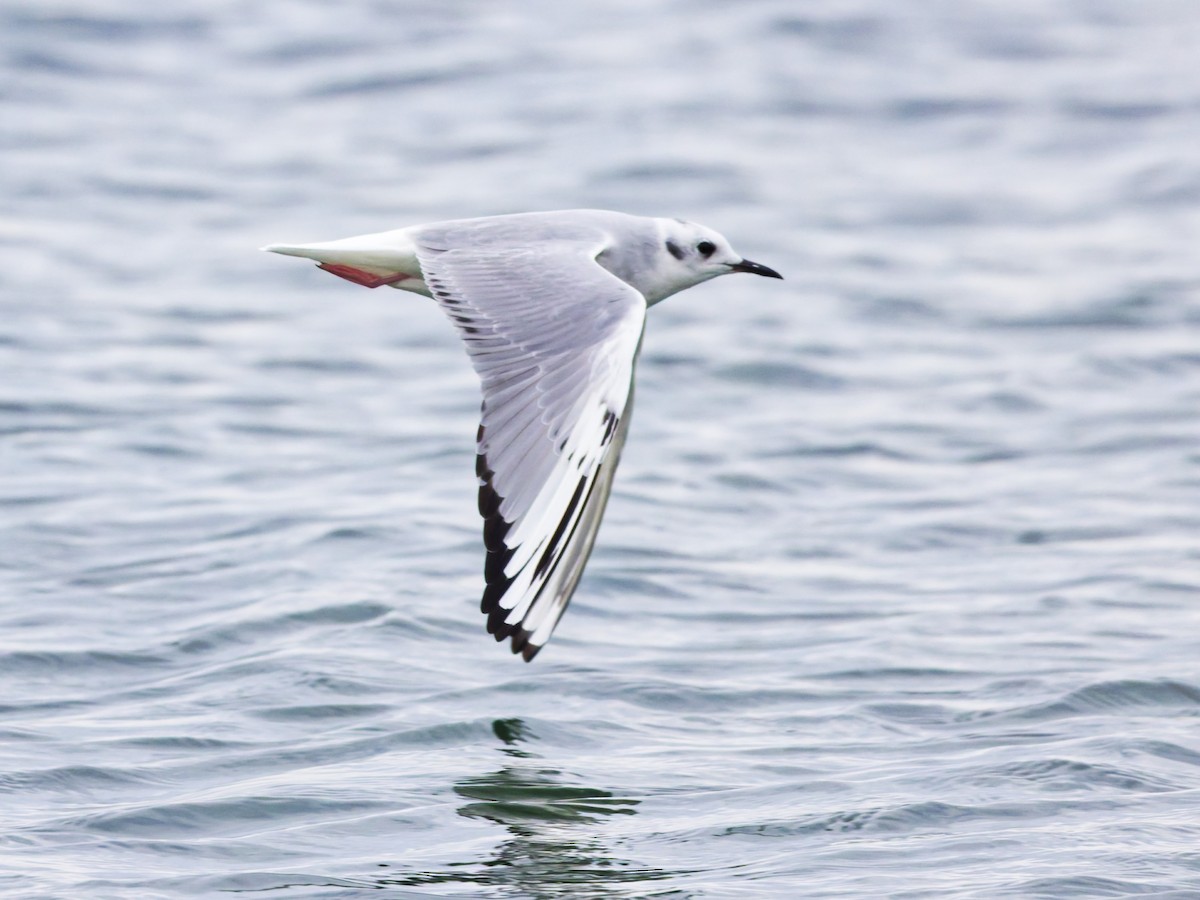 Bonaparte's Gull - ML645870786