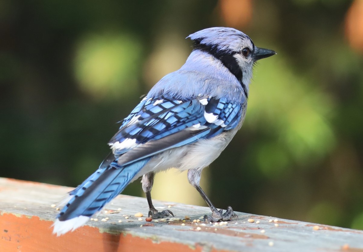Blue Jay - ML645870788