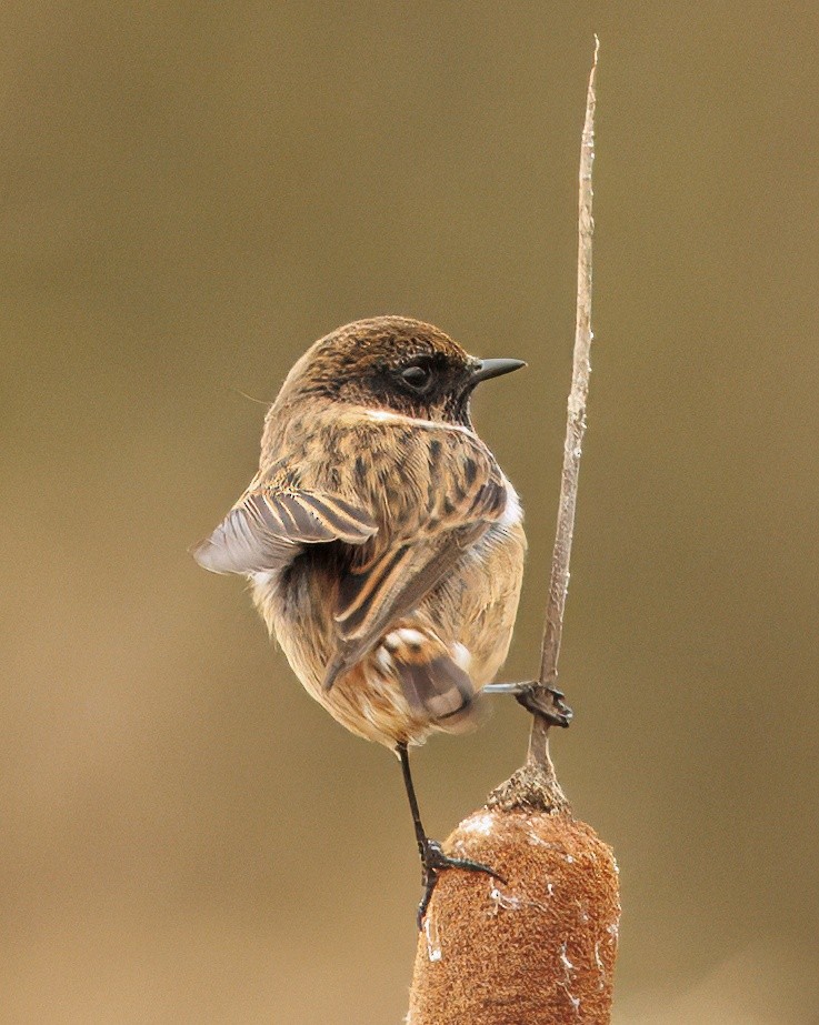 European Stonechat - ML645870799