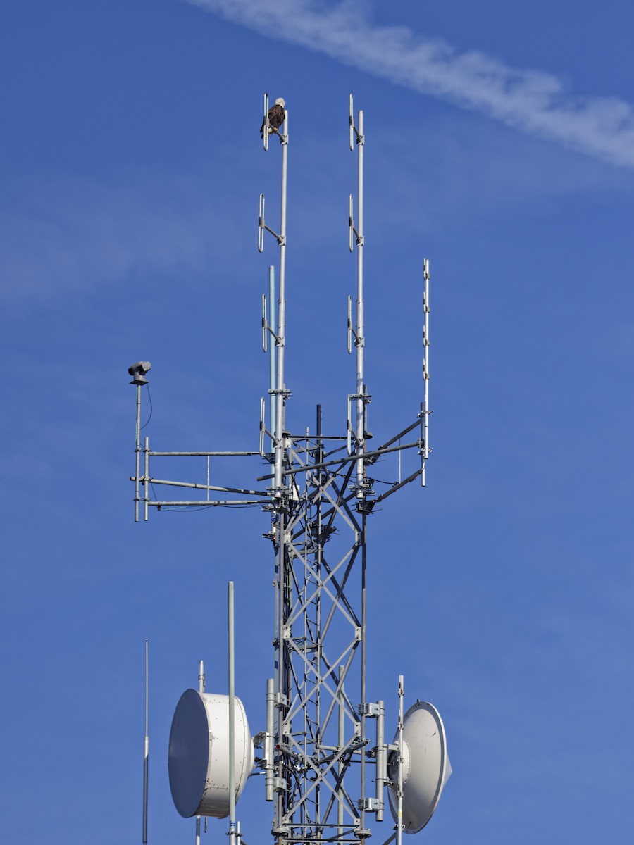 Bald Eagle - ML645870800