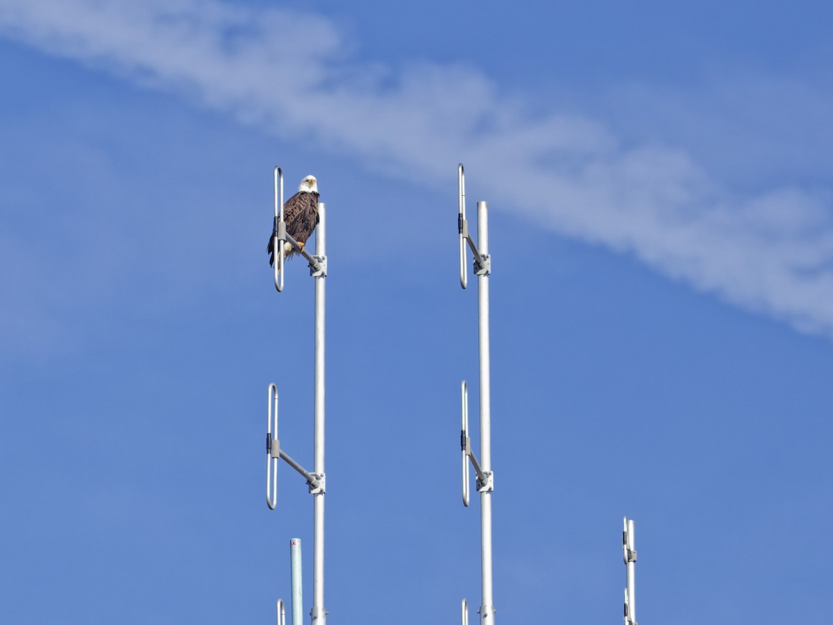 Bald Eagle - ML645870801